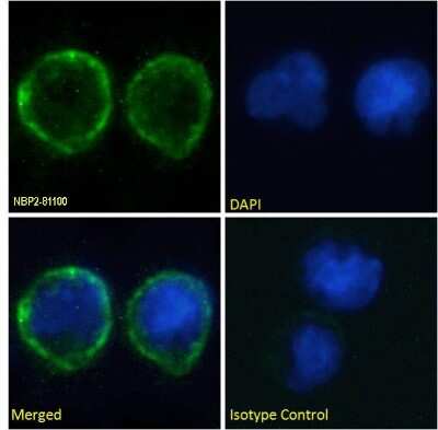 Immunocytochemistry/ Immunofluorescence: B7-1/CD80 Antibody (IDEC-114 (Galiximab)) - Chimeric - Azide and BSA Free [NBP2-81100]