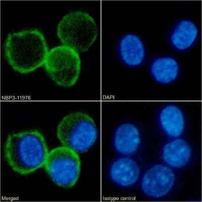 Immunocytochemistry/ Immunofluorescence: B7-1/CD80 Antibody (RM80) - Chimeric - Azide and BSA Free [NBP3-11976]