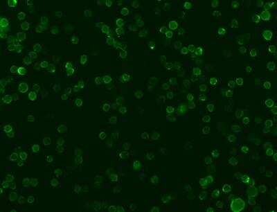 Immunocytochemistry/ Immunofluorescence: B7-2/CD86 Antibody (103) [NBP2-89607]