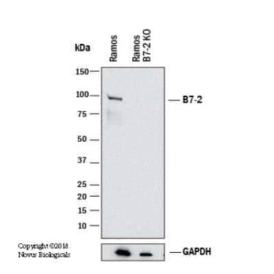 Knockout Validated: B7-2/CD86 Antibody (BU63) [NBP2-25208]