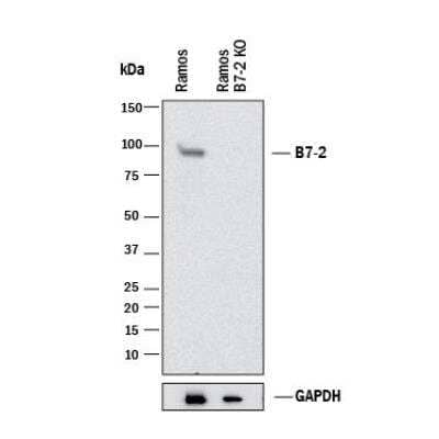 Knockout Validated: B7-2/CD86 Antibody (C86/1146) - Azide and BSA Free [NBP2-47778]