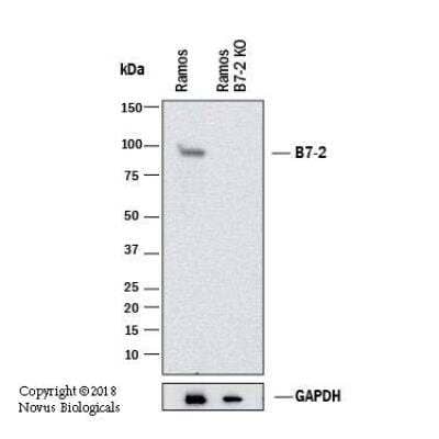 Knockout Validated: B7-2/CD86 Antibody (C86/1146) [NBP2-44514]