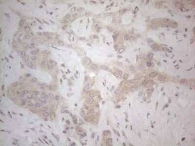 Immunohistochemistry: B7-H2/ICOSLG Antibody (OTI2C5) [NBP2-46011]
