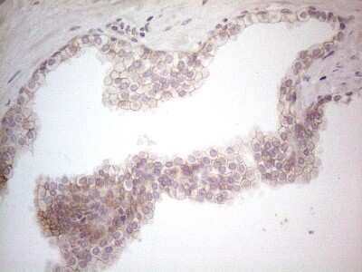 Immunohistochemistry: B7-H2/ICOSLG Antibody (OTI2C5) [NBP2-46011]