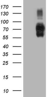 Western Blot: B7-H2/ICOSLG Antibody (OTI2C5) [NBP2-46011]