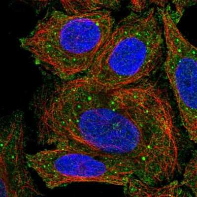 Immunocytochemistry/ Immunofluorescence: B7-H2/ICOSLG Antibody [NBP2-68606]