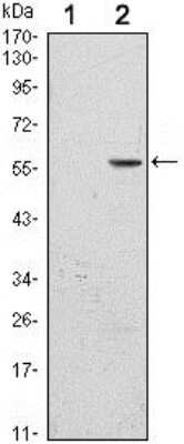 Western Blot: B7-H3/CD276 Antibody (6A1)BSA Free [NBP2-37657]