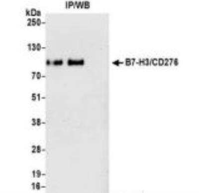 Immunoprecipitation: B7-H3/CD276 Antibody (BLR025F) [NBP3-14669]
