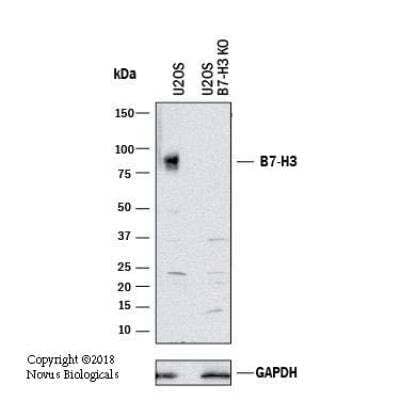 Knockout Validated: B7-H3/CD276 Antibody [NBP1-88965]