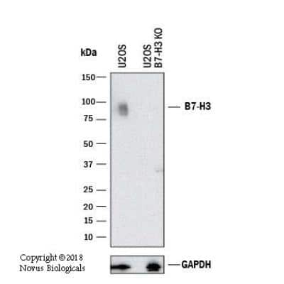 Knockout Validated: B7-H3/CD276 Antibody [NBP1-88966]