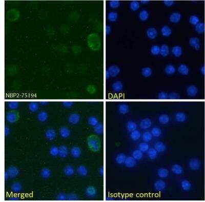 Immunofluorescence: B7-H3/CD276 Antibody (MJ18) - Azide and BSA Free [NBP2-75194]