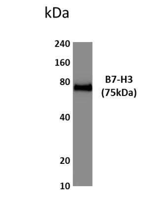 Western Blot: B7-H3/CD276 Antibody (MM0104-20J12)Azide and BSA Free [NBP2-12048]