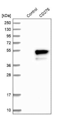 Western Blot: B7-H3/CD276 Antibody [NBP1-88966]