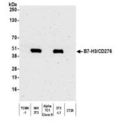 Western Blot: B7-H3/CD276 Antibody (BLR025F) [NBP3-14669]