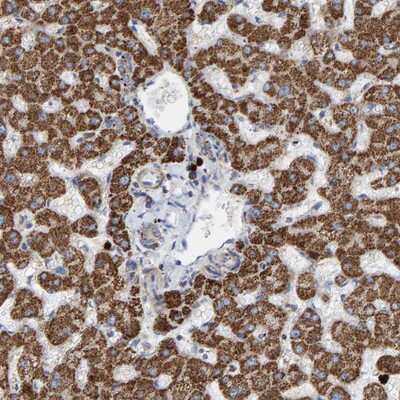 Immunohistochemistry-Paraffin: B9D1 Antibody [NBP1-88969]