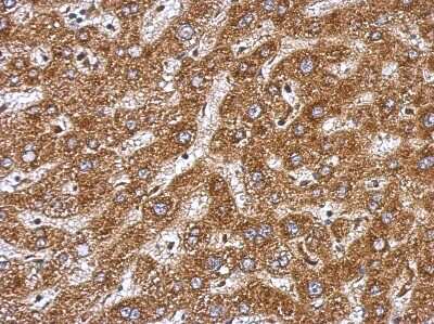 Immunohistochemistry-Paraffin: BAAT Antibody [NBP2-15535]