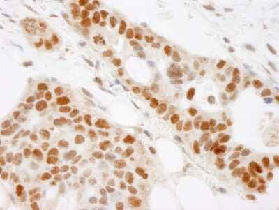 Immunohistochemistry-Paraffin: BAAT1 Antibody [NB100-2256]