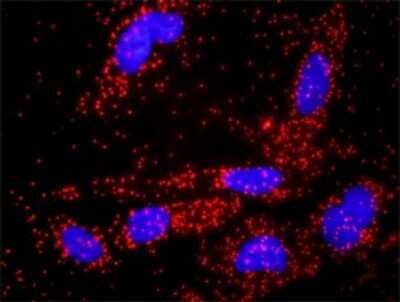 Proximity Ligation Assay: BACE-1 Antibody (2C1) [H00023621-M01]