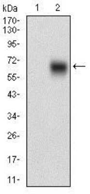 Western Blot: BACE-1 Antibody (3C1C3)BSA Free [NBP2-37261]
