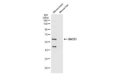 Western Blot: BACE-1 Antibody [NBP3-13390]