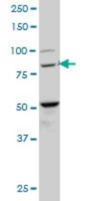 Western Blot: BACH1 Antibody (1B8) [H00000571-M02]