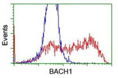 Flow Cytometry: BACH1 Antibody (OTI4E11) [NBP2-01904]
