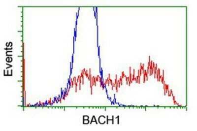 Flow Cytometry: BACH1 Antibody (OTI4E11) - Azide and BSA Free [NBP2-70240]