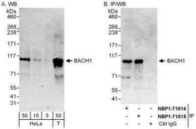 Western Blot: BACH1 Antibody [NBP1-71814]