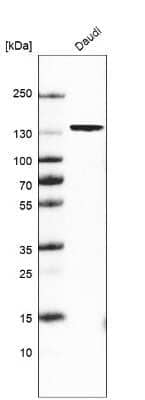 Western Blot: BACH2 Antibody [NBP2-14345]
