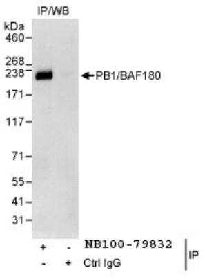 Immunoprecipitation: BAF180/PB1 Antibody [NB100-79832]