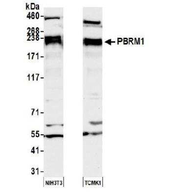 Western Blot: BAF180/PB1 Antibody [NB100-79833]