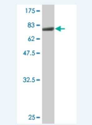 Western Blot: BAF53A Antibody (3E4) [H00000086-M14]