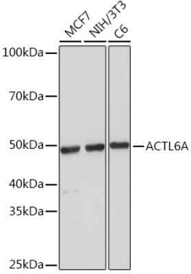 Western Blot: BAF53A Antibody (5U6J8) [NBP3-16659]