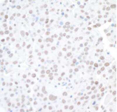 Immunohistochemistry-Paraffin: BAF53A Antibody [NB100-61628]