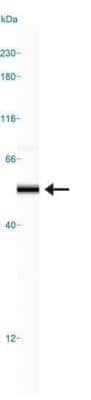 Simple Western: BAF53A Antibody [NB100-61628]