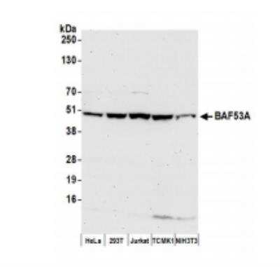 Western Blot: BAF53A Antibody [NB100-61628]