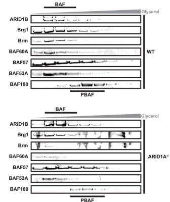 Western Blot: BAF53A Antibody [NB100-61628]