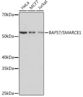 Western Blot: BAF57 Antibody (9L5F6) [NBP3-16279]