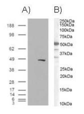 Western Blot: BAF57 Antibody [NB100-1297]