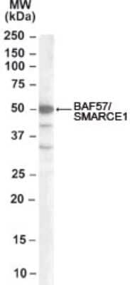 Western Blot: BAF57 Antibody [NB100-1297]