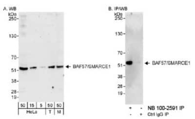 Western Blot: BAF57 Antibody [NB100-2591]