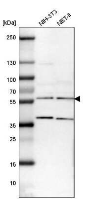 Western Blot: BAF57 Antibody [NBP1-90012]