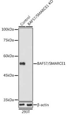 Western Blot: BAF57 AntibodyBSA Free [NBP2-92966]