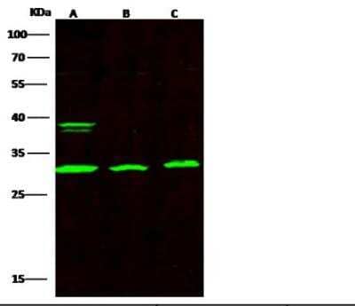 Western Blot: BAFF/BLyS/TNFSF13B Antibody (182) [NBP2-89246]