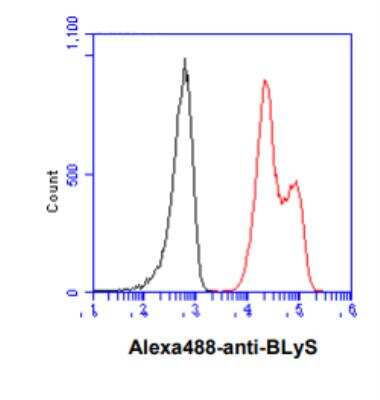 Flow Cytometry: BAFF/BLyS/TNFSF13B Antibody (H4-C7) - BSA Free [NBP1-04265]