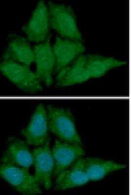 Immunocytochemistry/ Immunofluorescence: BAFF/BLyS/TNFSF13B Antibody (H4-C7) - BSA Free [NBP1-04265]