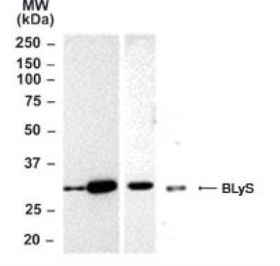 Western Blot: BAFF/BLyS/TNFSF13B Antibody [NB100-56310]