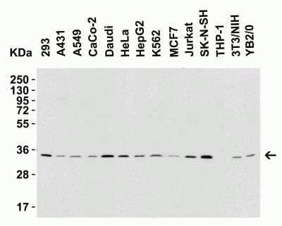 Western Blot: BAFF/BLyS/TNFSF13B AntibodyBSA Free [NBP1-76843]