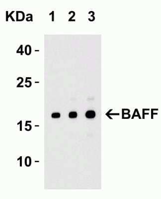 Western Blot: BAFF/BLyS/TNFSF13B AntibodyBSA Free [NBP1-76843]