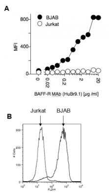 Flow Cytometry: BAFFR/TNFRSF13C Antibody (HuBR9.1) - BSA Free [NBP2-80061]